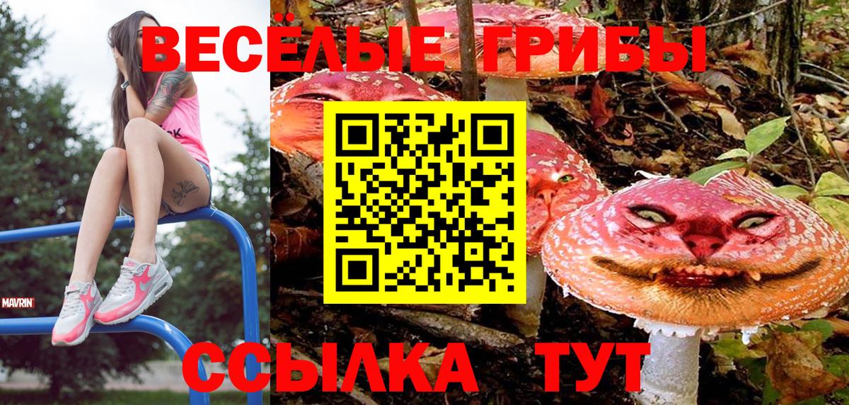 Псилоцибиновые грибы Psilocybe Елабуга